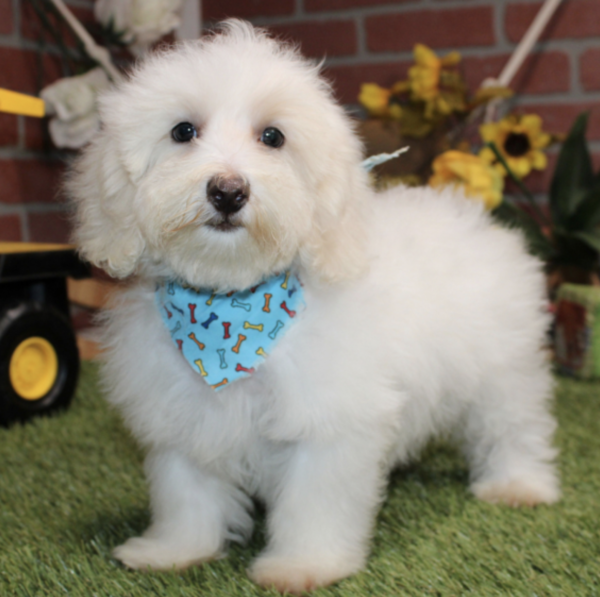 Memphis (Weiblicher Maltipoo-Welpe zu verkaufen, 10 Wochen alt)